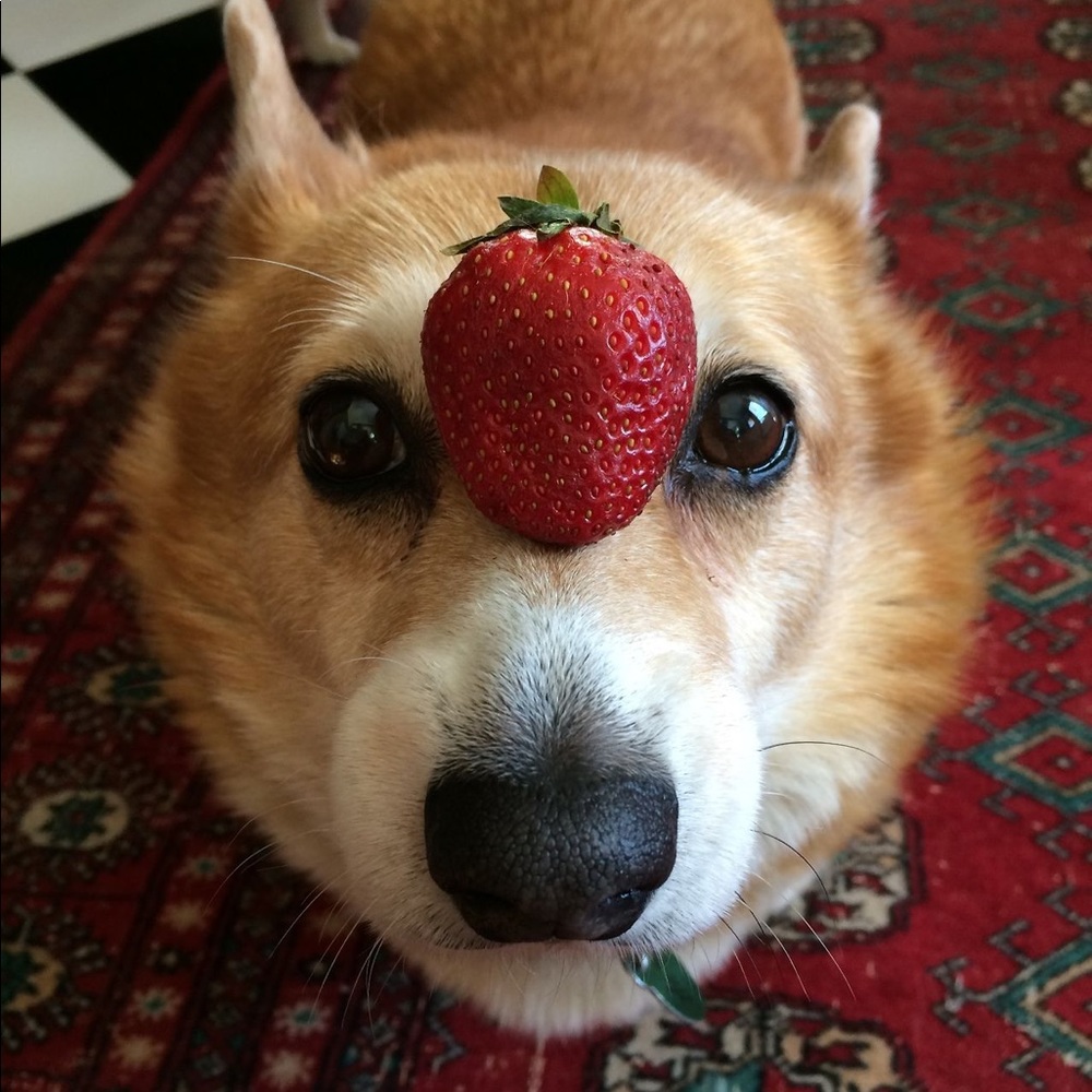 Meet your Posher, Davida